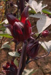 flor de jamaica