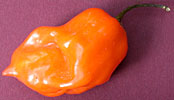 habanero