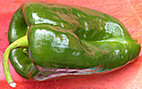 poblano chile